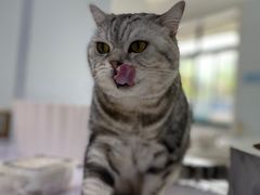 -喵的天空名猫咖啡馆·撸猫·猫舍·用品