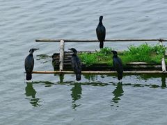 -新安江山水画廊风景区