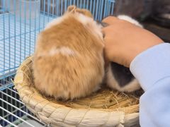 -哈尔滨道外花鸟鱼市场