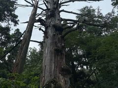-天目山大树王景区