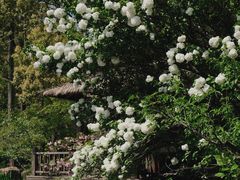 -上海共青森林公园