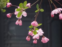 -莫愁湖公园