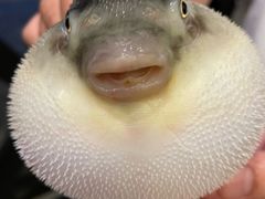 -肆月河豚·新淮扬(金融街店)