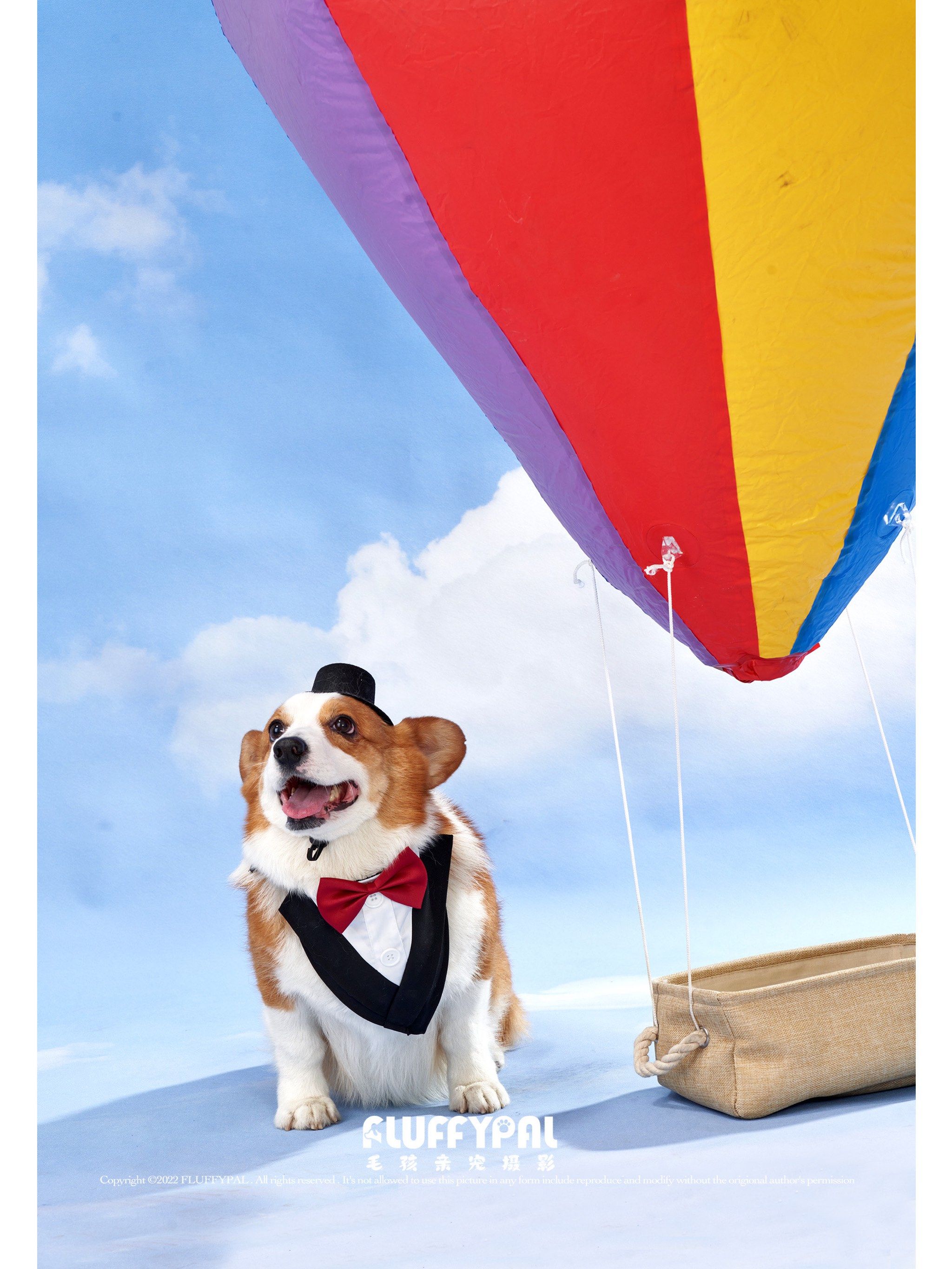 给柯基拍了一组飞屋环游记风味儿写真