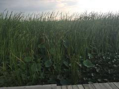 -哈素海