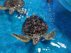 -泉城欧乐堡海洋极地世界