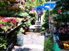 -曲阳花鸟市场(曲阳路店)