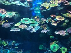 -暹罗海洋世界