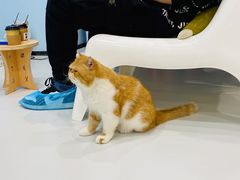 -糯米喵星人·撸猫猫舍咖啡馆(西市场嘉华店)