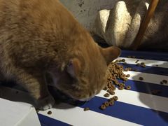 -Sirena海妖日咖夜酒