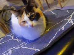 -平行世界·猫咖(首经贸店)