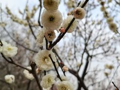-无锡梅园公园