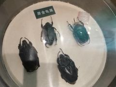 -陕西自然博物馆