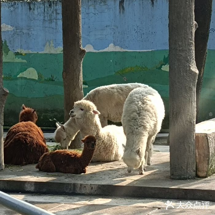 成都动物园图片