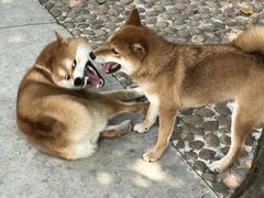 -柴犬高等学院·狗咖·柴犬售卖·宠物训练