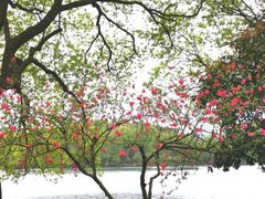 -西湖游船