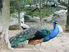 -泉州海丝野生动物世界