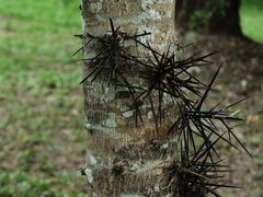 -中国科学院西双版纳热带植物园