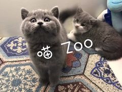 -喵zoo家庭繁育猫舍(尖东智能花园店)