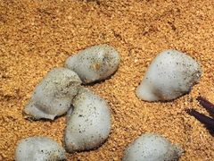 -叶氏麻糍(鼓浪屿店)