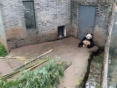 -都江堰中华大熊猫苑