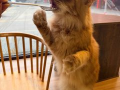-豆逗聊愈猫阁Easy Life