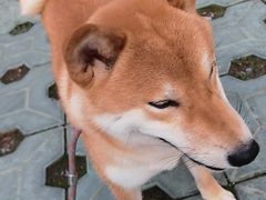 -宠福鑫康馨动物医院·骨科·眼科