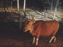 -清迈夜间动物园