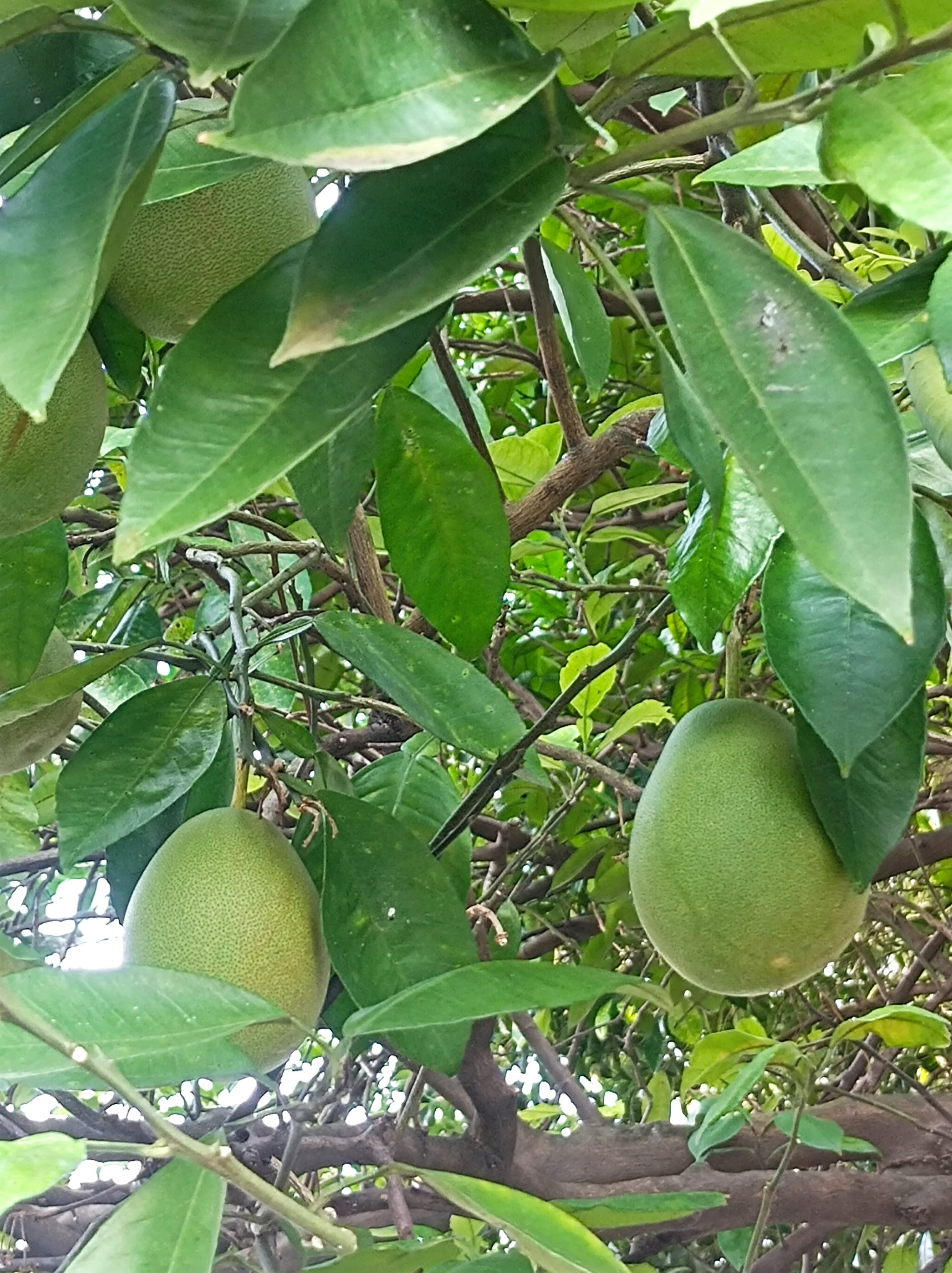 油籽树的图片图片