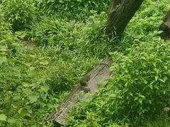 -普洱太阳河森林公园