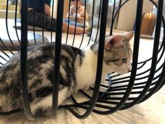 -飞行喵MR PILOT|猫舍·猫咖(静安大融城店)