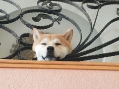 -喜柴咖啡·柴犬狗咖