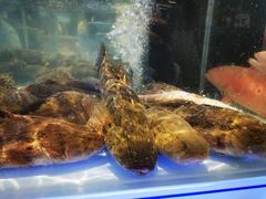 -盒马X会员店(上海森兰商都店)