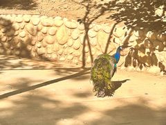 -石家庄市动物园