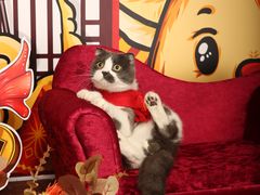 -超宠爱宠物摄影-Super pet