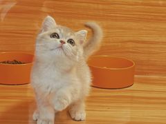 -猫十亿·布偶金渐层·曼基康矮脚猫舍(青年路店)