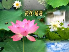 -石家庄市植物园