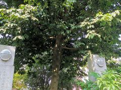 -广州神农草堂中医药博物馆