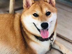 -柴犬高等学院·狗咖·柴犬售卖·宠物训练