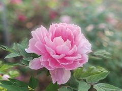 -洛阳市隋唐城遗址植物园