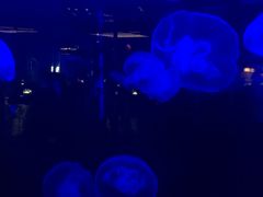 -重庆欢乐海底世界