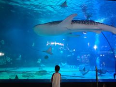 -烟台海昌鲸鲨海洋公园
