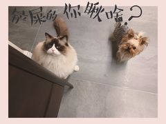 -美联众合动物医院·24h京西诊疗中心