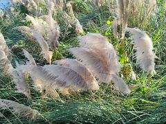 -贡湖湾湿地公园