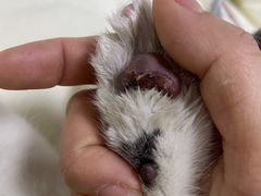 -北京恒爱动物医院(清景园分院)