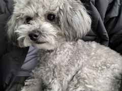 -纳吉亚猫专科动物诊疗中心(蒋宅口分院)