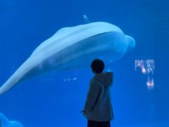 -海合安成都极地海洋公园