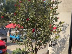 -黄山老妈·土菜(碧桂园店)