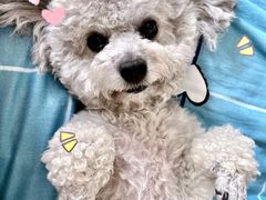 -宠福鑫康馨动物医院·骨科·眼科