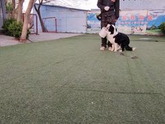 -宠物寄养训练学校